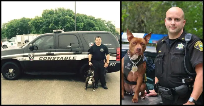 pitbulls