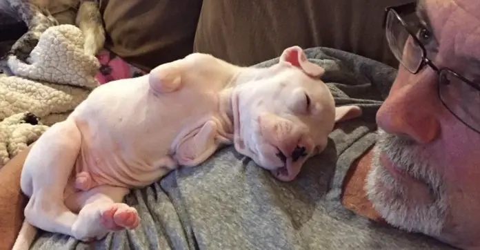 puppy-no-front-legs