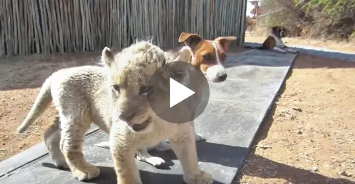 rare-white-lion-cub