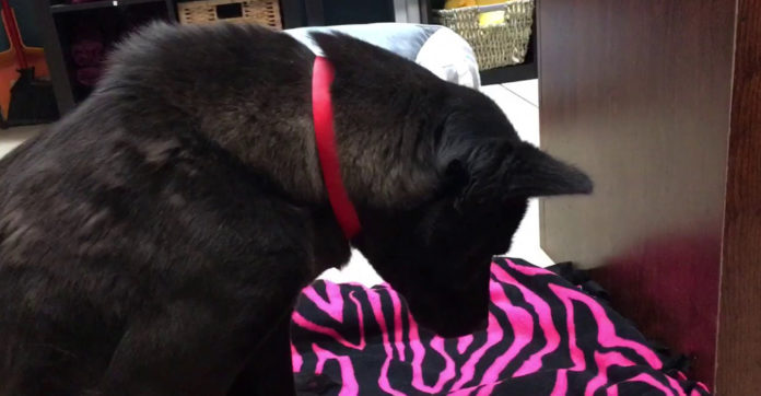 rescue-dog-sleeps-standing-up