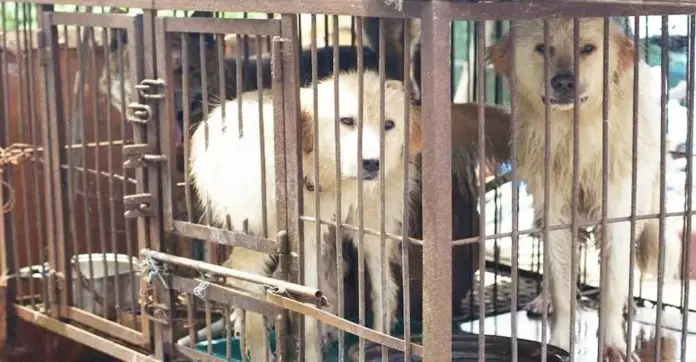 sold-dog-meatfarm