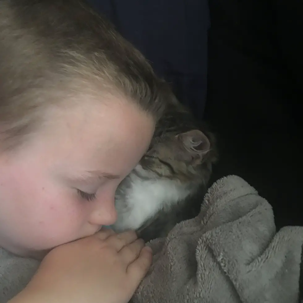 kitten and boy
