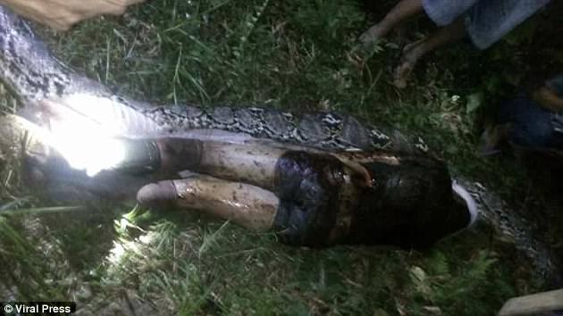 python eats man