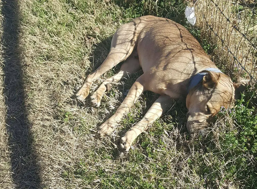 dumping mort abandoned rescued realized rescuer revives mypets