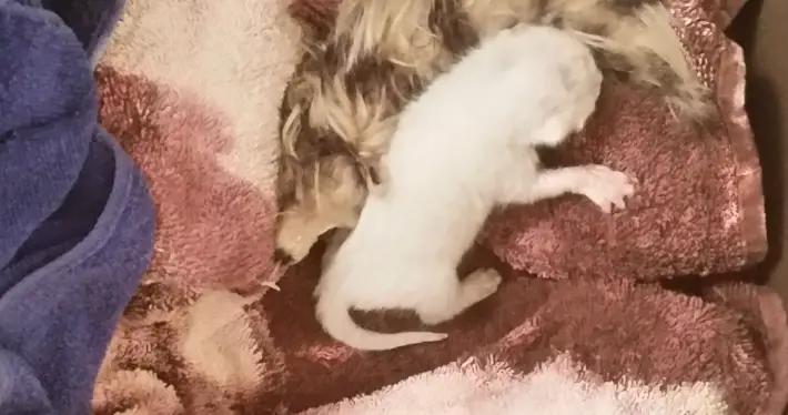 abandoned cat