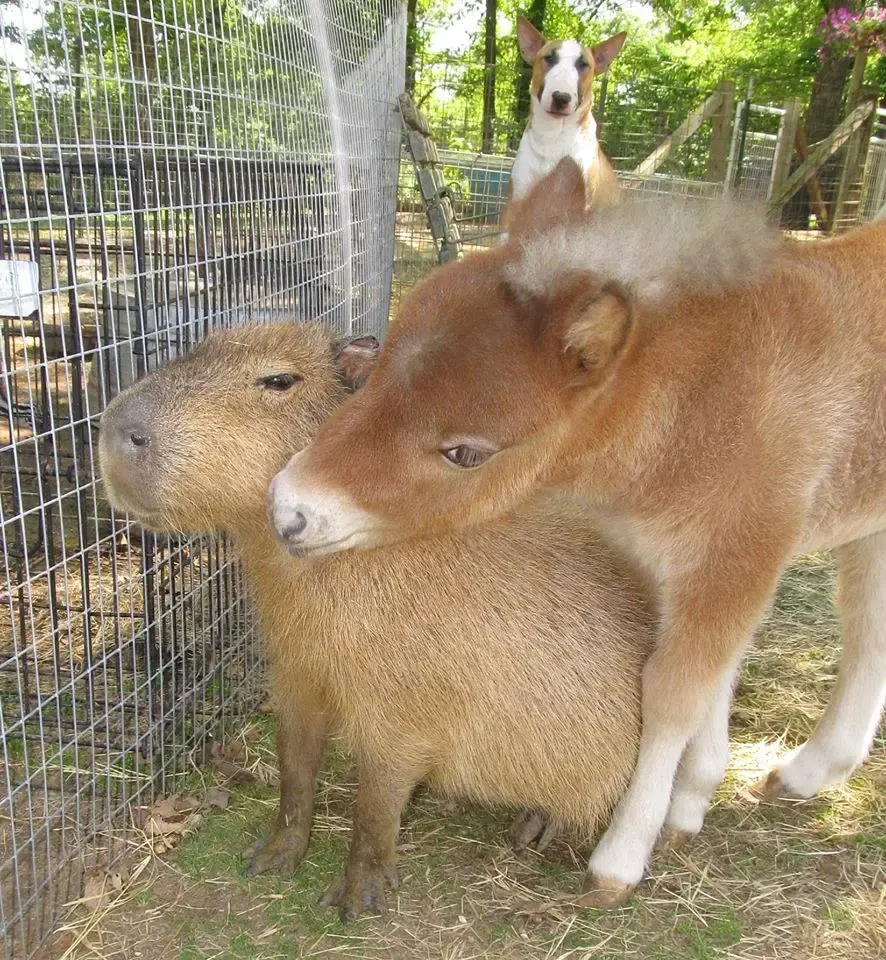 loving capybara