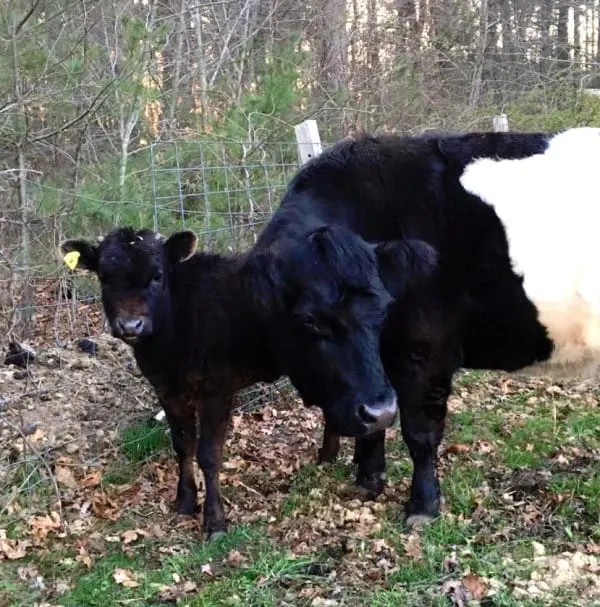 cow and pig