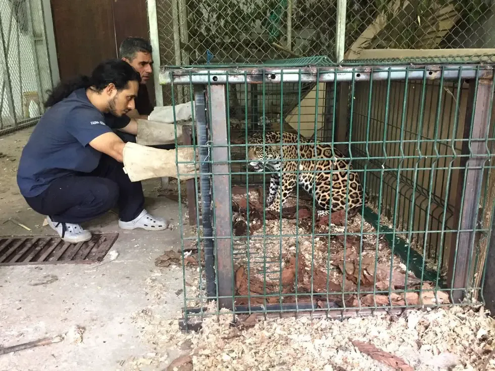 baby jaguar