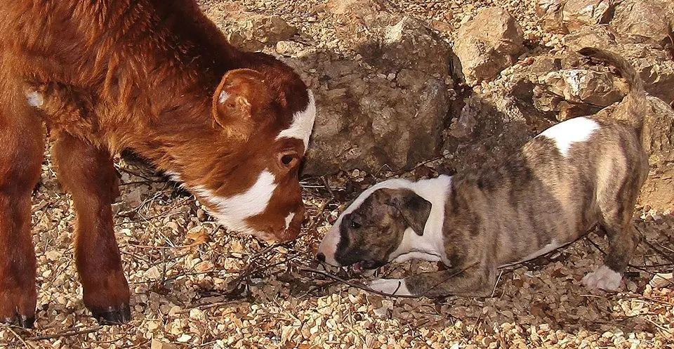 cow and dogs