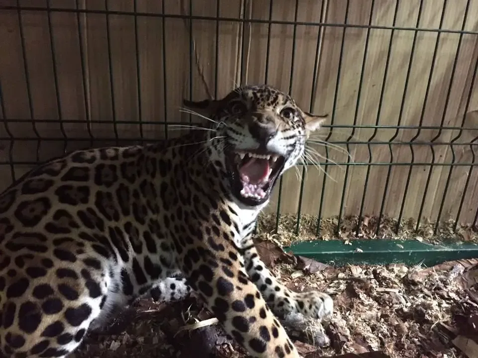 baby jaguar