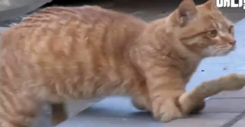Everyone Ignored This 'Broken' Cat Begging For Help. Then This