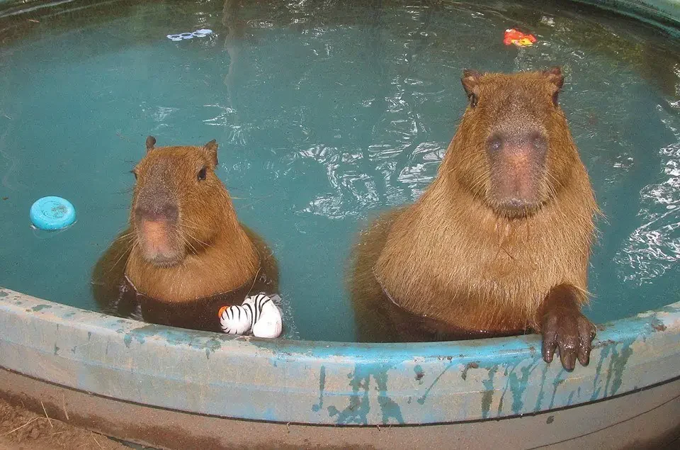 loving capybara