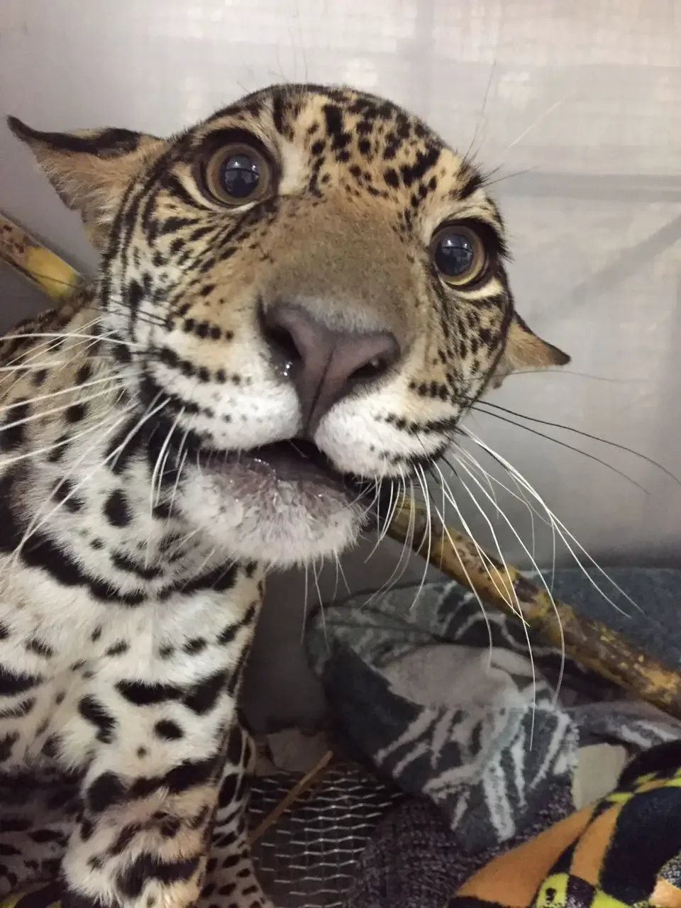 baby jaguar