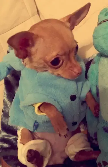 tiny chihuahua