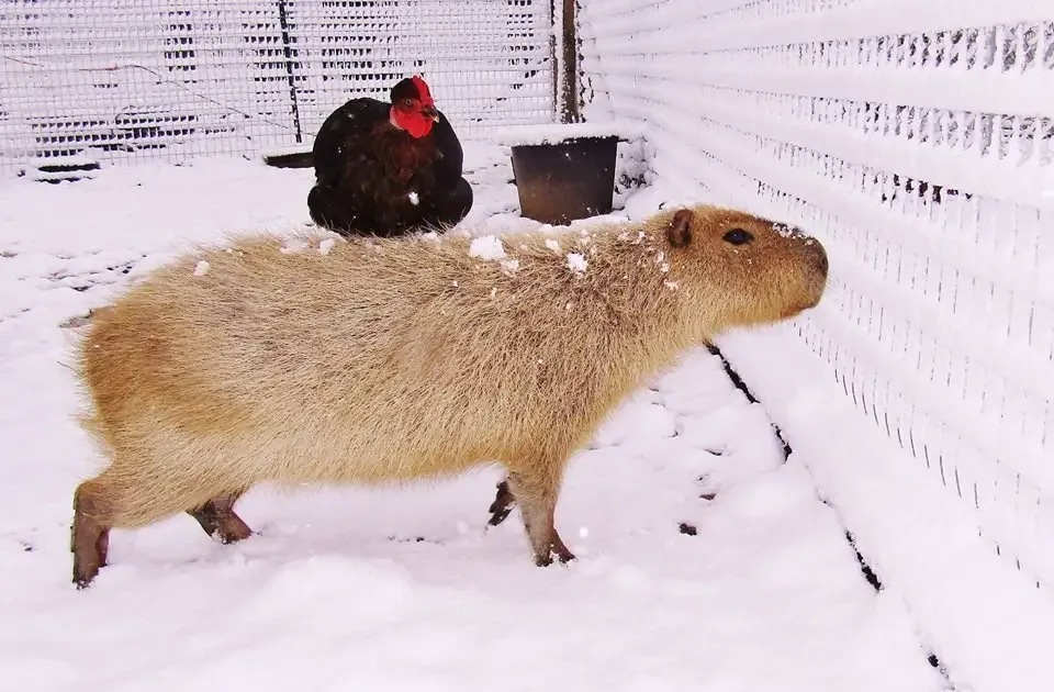 loving capybara