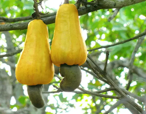 cashews