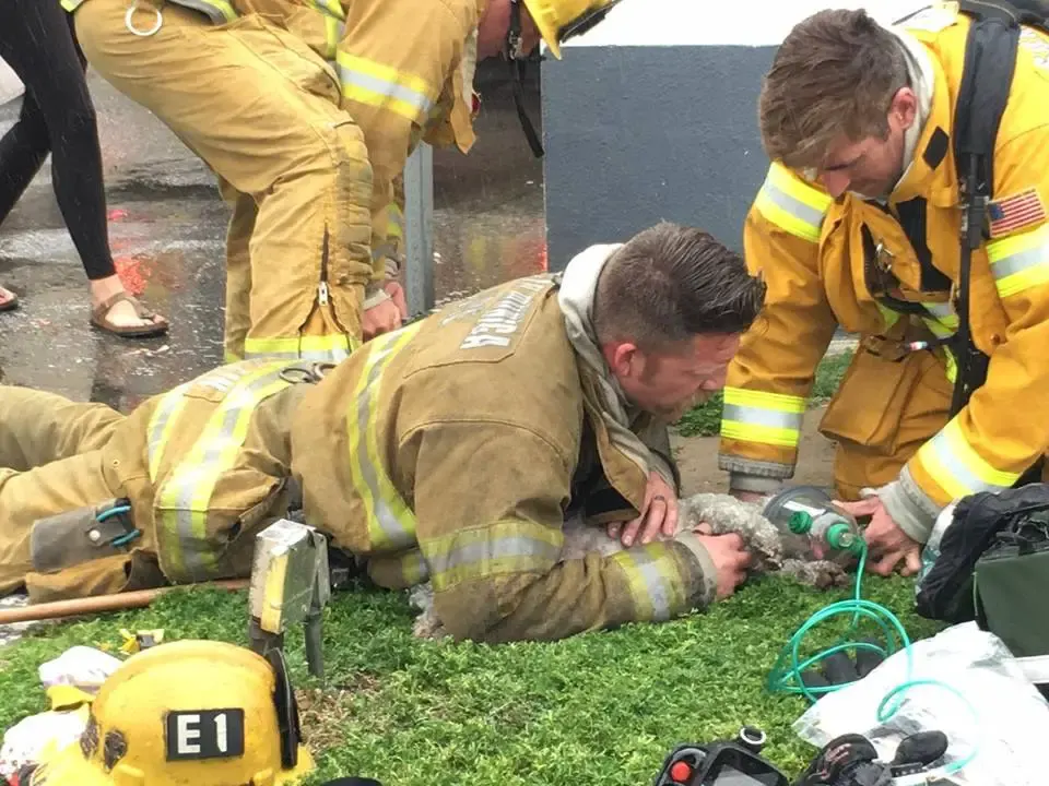 dog and firefighter