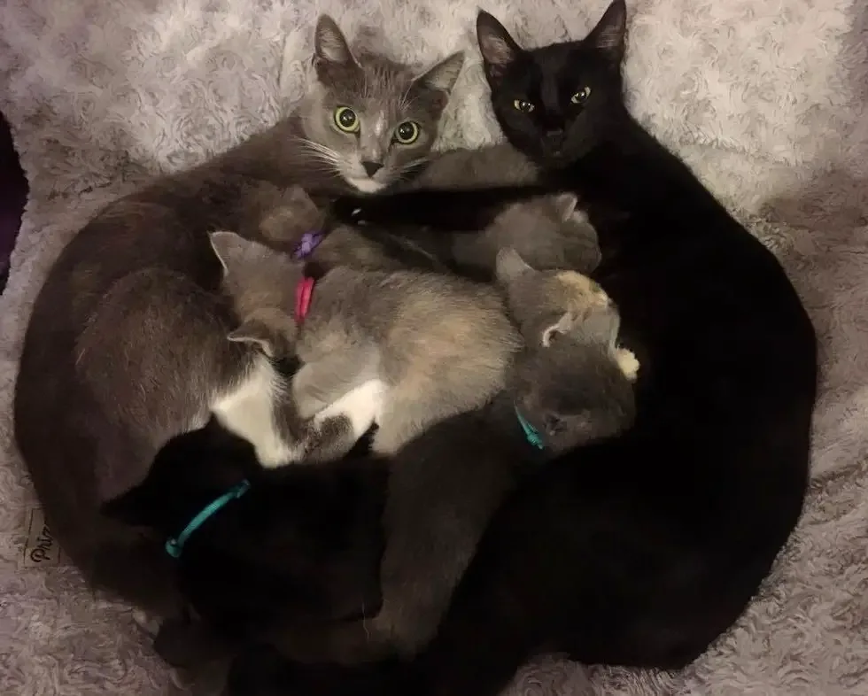 cats and kittens