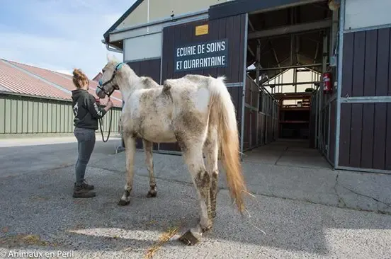 pony and horse neglect