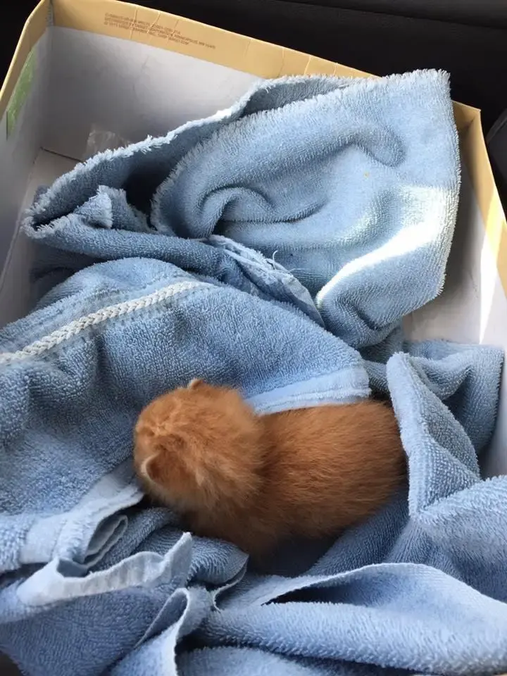 kitten in garbage bin