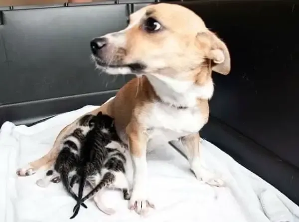 dog nursing kittens