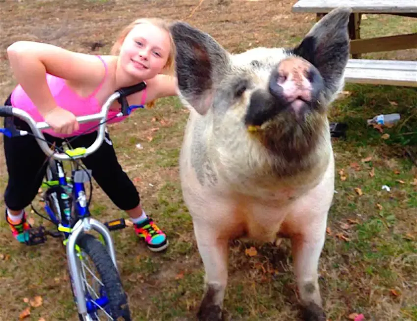 cow and pig