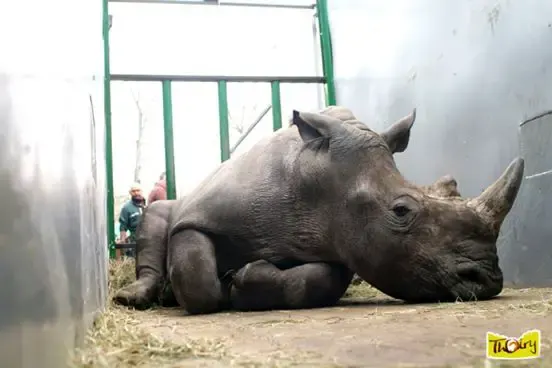 rhino killed for horn