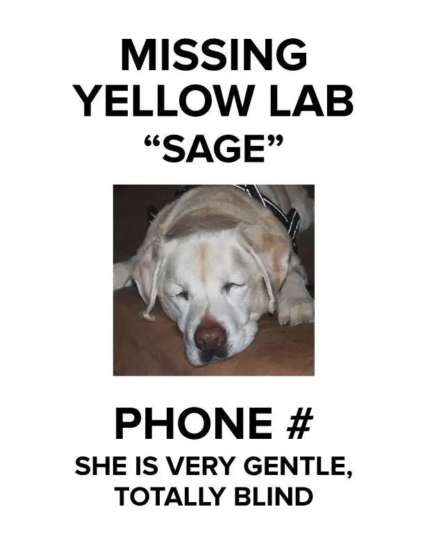 dog missing