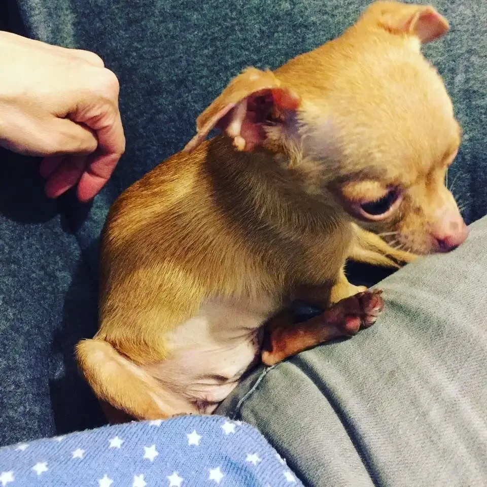 tiny chihuahua