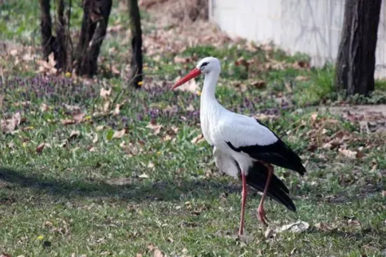 stork soulmates