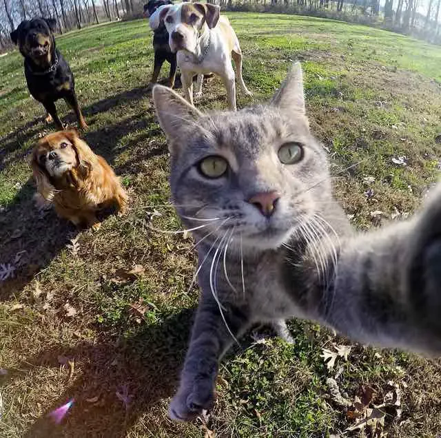 cat selfie