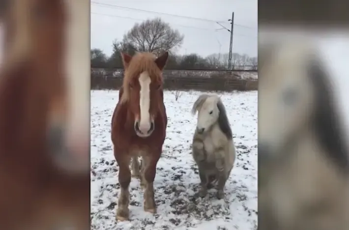 shetland pony