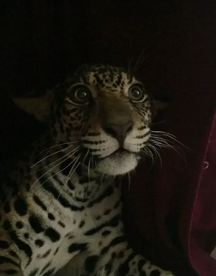 baby jaguar