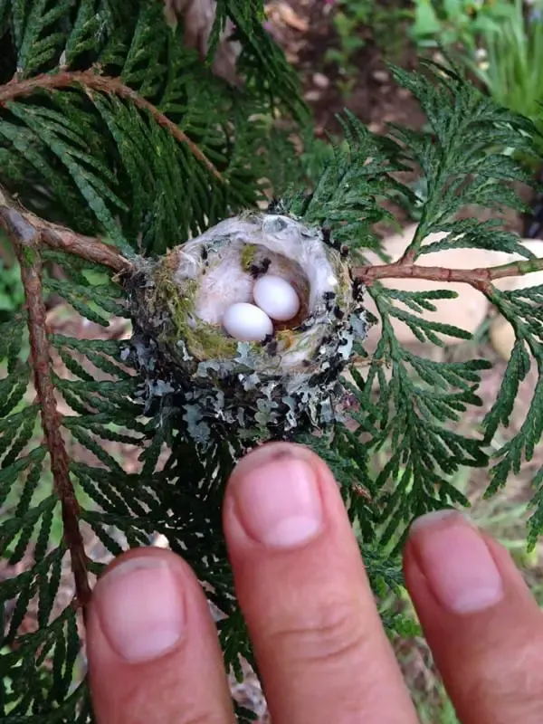 hummingbird eggs