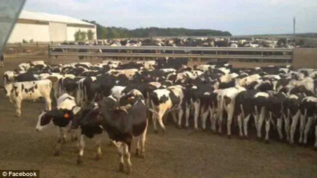 farmer and cows