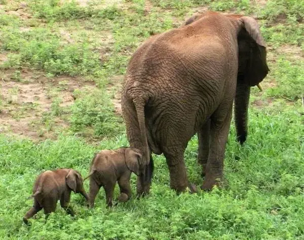 elephant twins