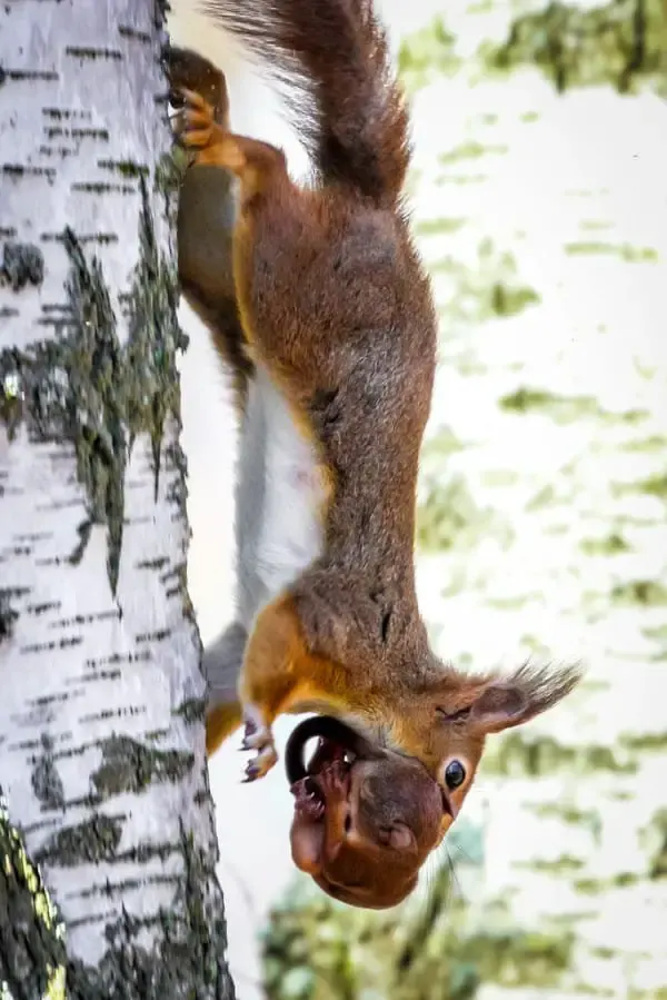 cops and squirrel