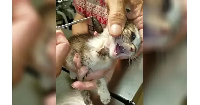 kitten and vet