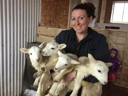 sheep gives birth