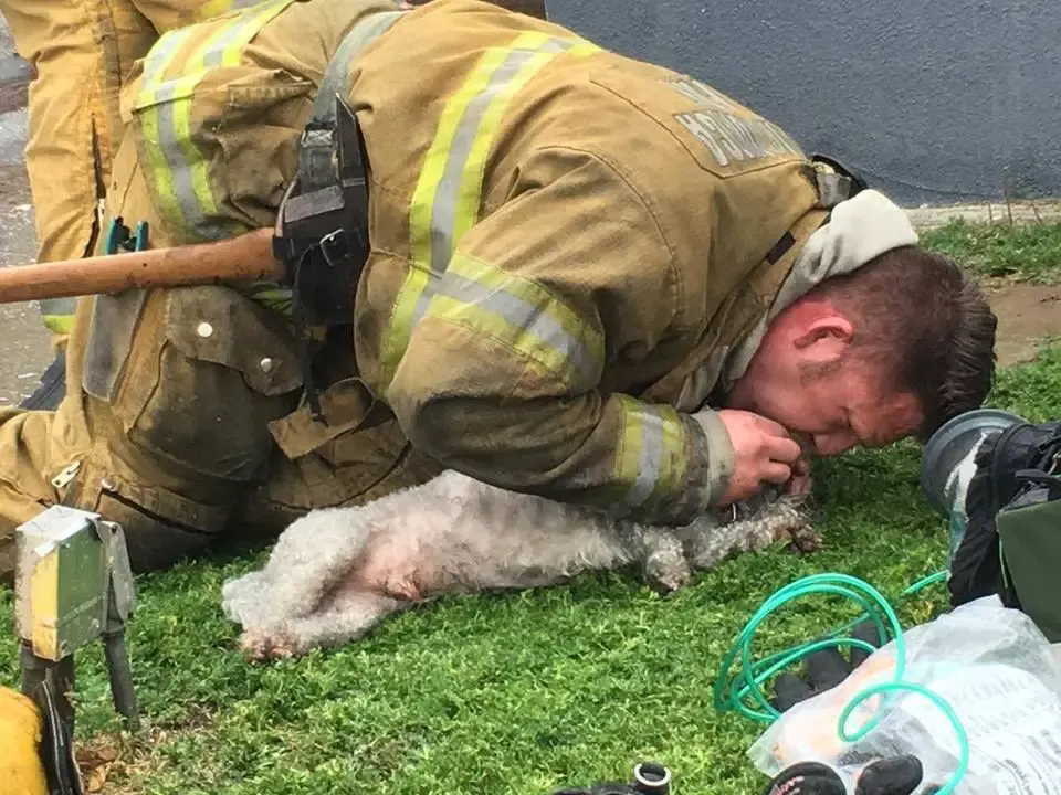 dog and firefighter