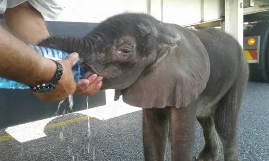 thirsty elephant