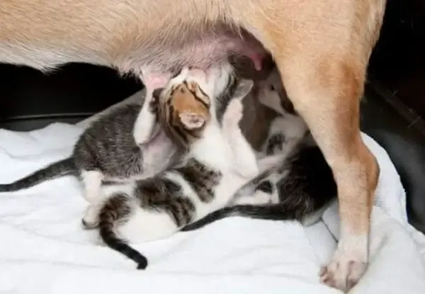 dog nursing kittens
