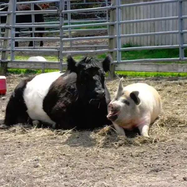 cow and pig