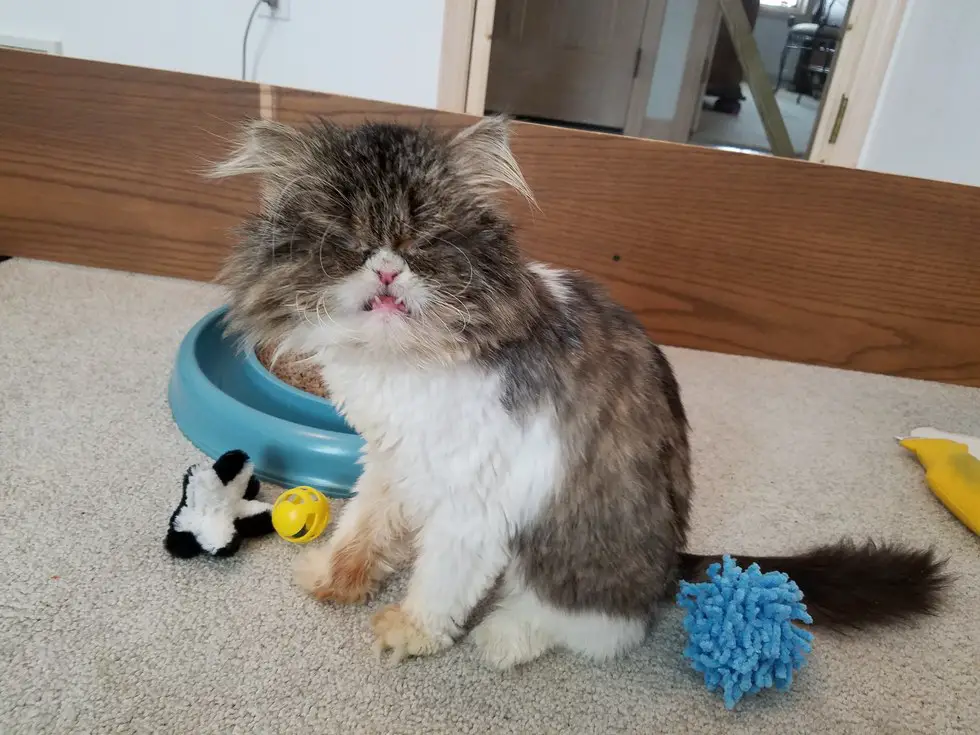 two cats