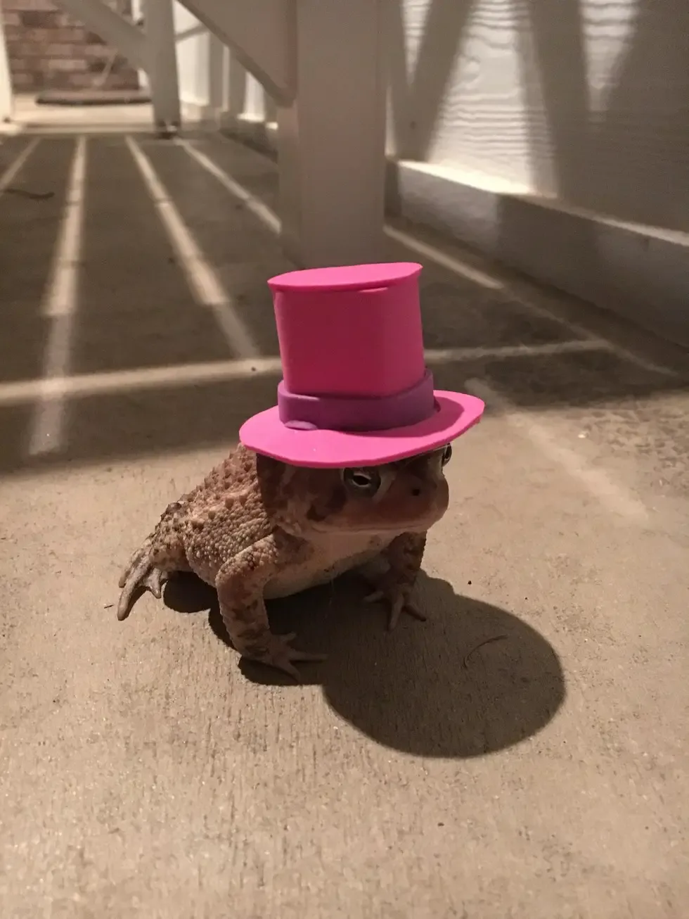 toad and his hats