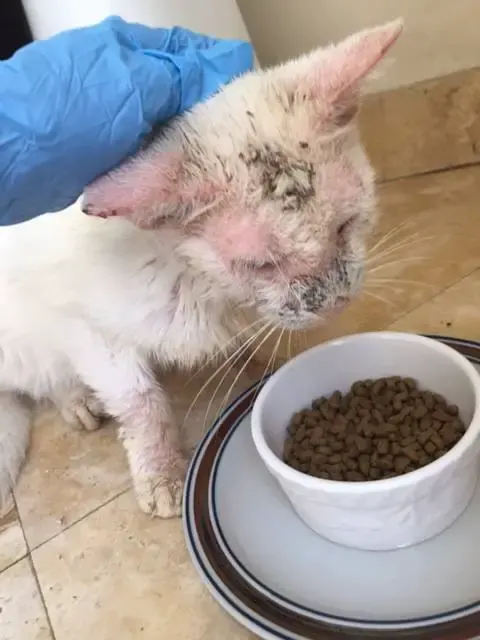 malnourished cat