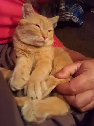 trucker finds cat