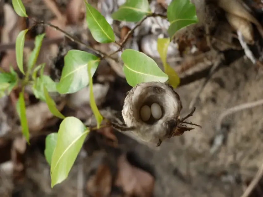 hummingbird eggs