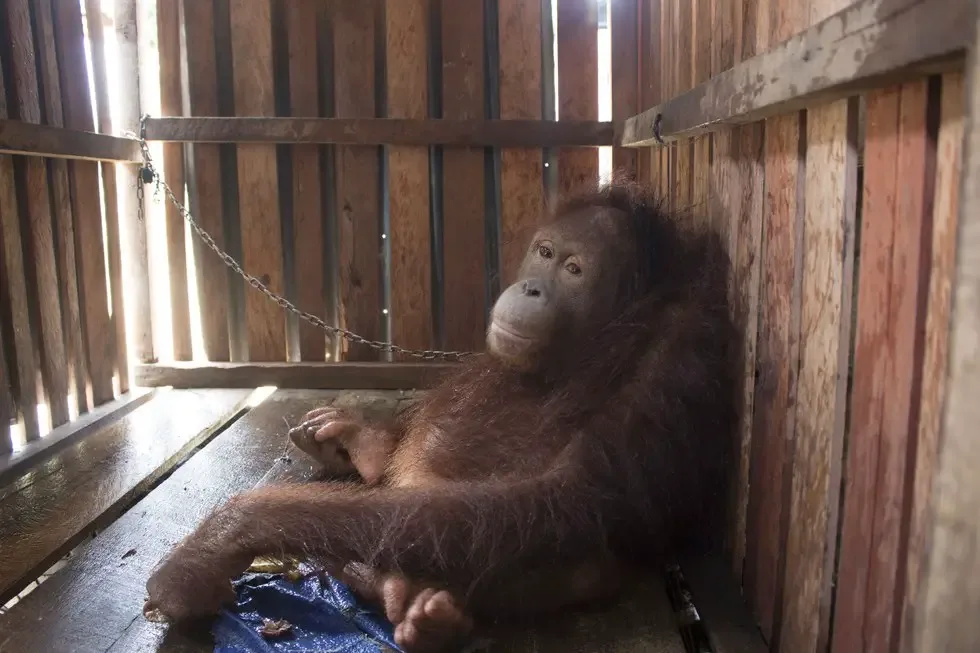 locked up orangutan