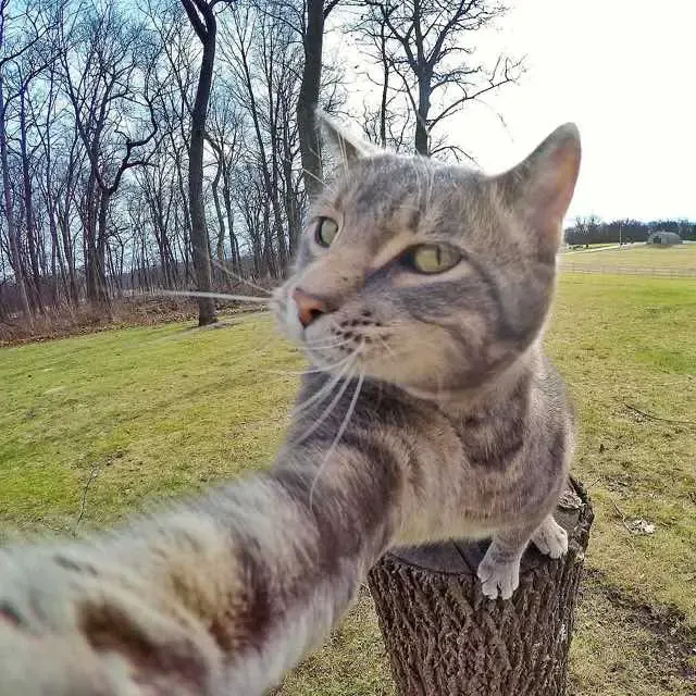 cat selfie